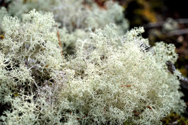 Reindeer Moss