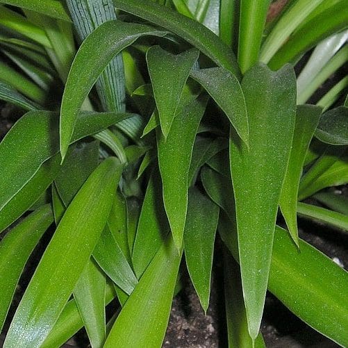 Chlorophytum comosum green
