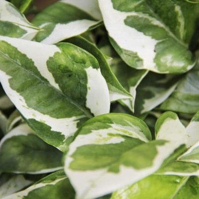 Pothos pearl and jade