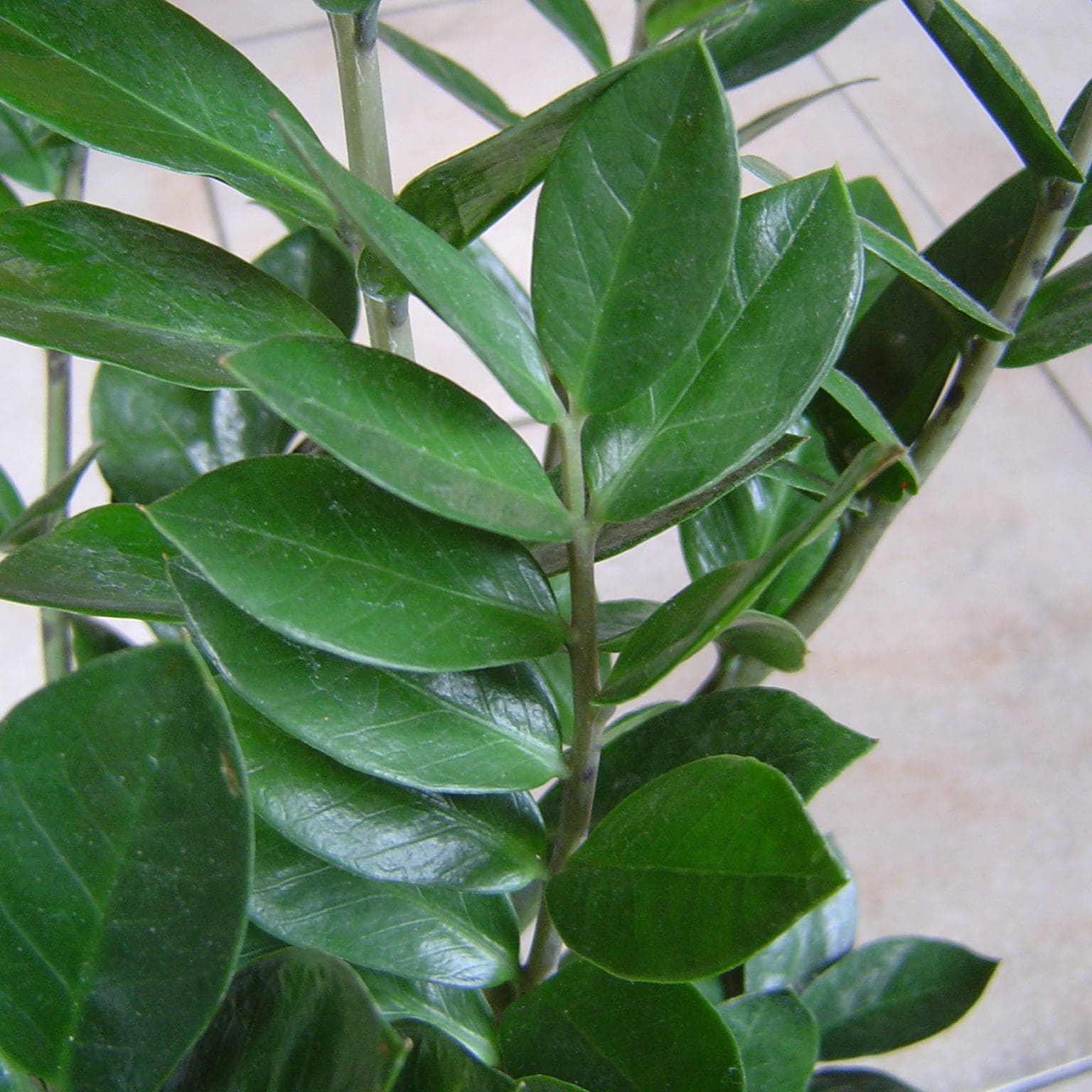 Zamioculcas zamiifolia