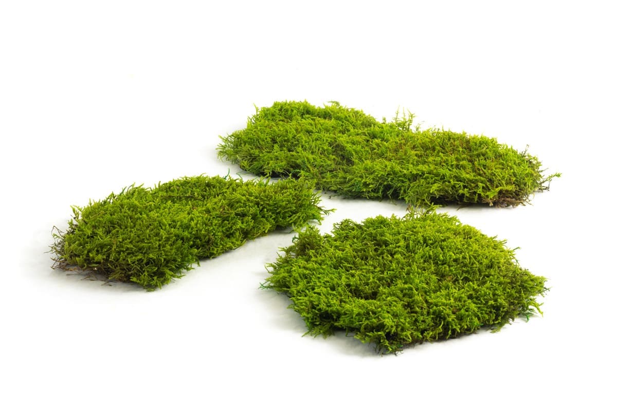 Preserved Sheet Moss