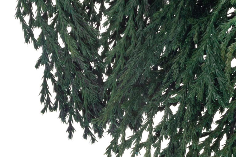 Book Pine NA Preserved decorations