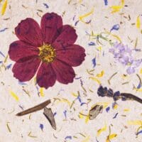 Carpe Diem Papier Flora