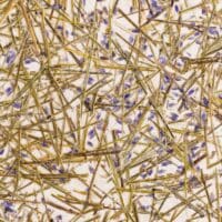 Lavender medium Papier Flora