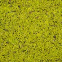 MOOS HELLGRÜN_sample 138x210mm real size_Organoid Natural Surfaces Papier Flora