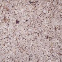 Moss Grey Papier Flora