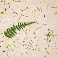 Stone pine forest Papier Flora