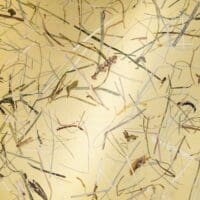 Wildspitze Gold Papier Flora