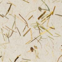 Wildspitze Light Papier Flora